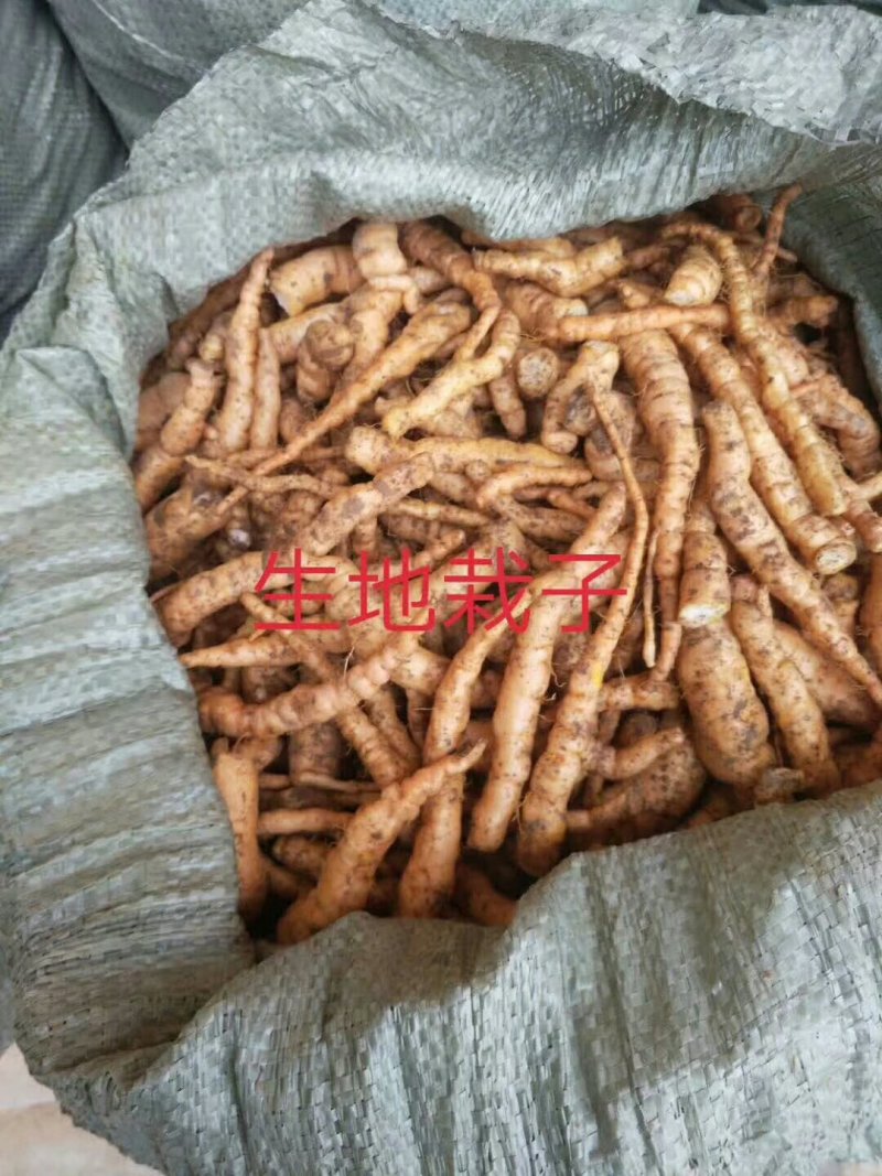 地黄种栽京九吨王脱毒三号金状元公平诚信经营支持在线交易