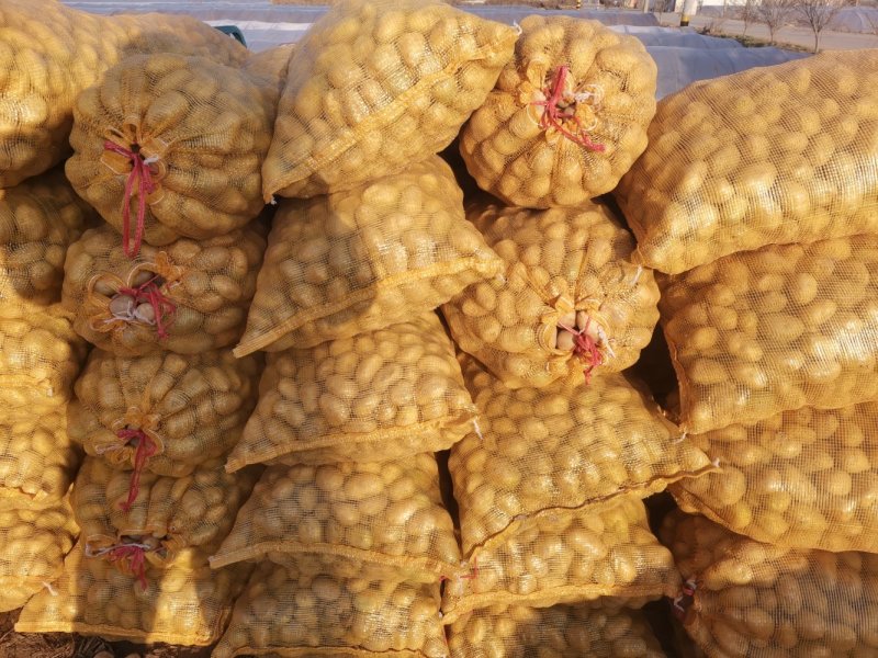 荷兰十五土豆迷你土豆，高山洋芋，20到40克
