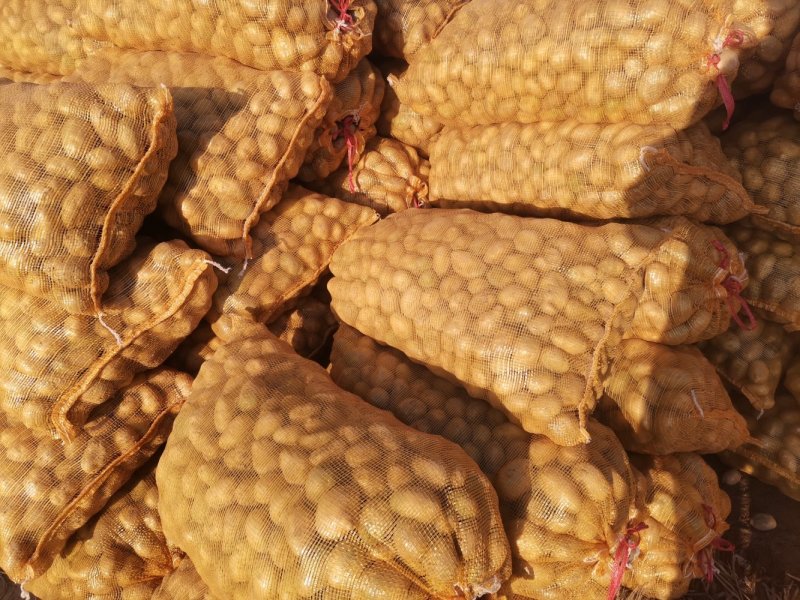 荷兰十五土豆迷你土豆，高山洋芋，20到40克