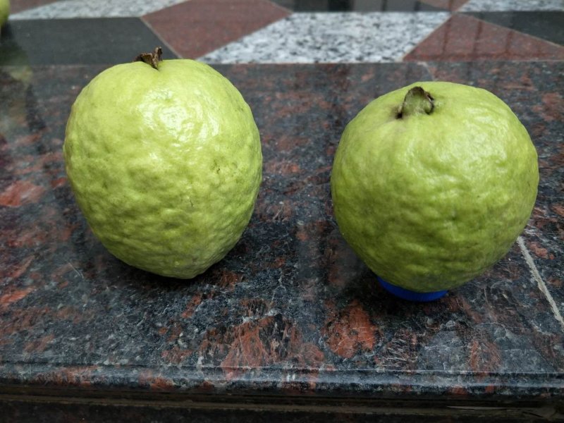 帝王芭乐，嫁接苗靠接苗，裸根小杯苗