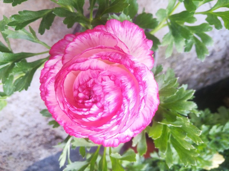 芹叶牡丹花毛茛质优价廉量大从优