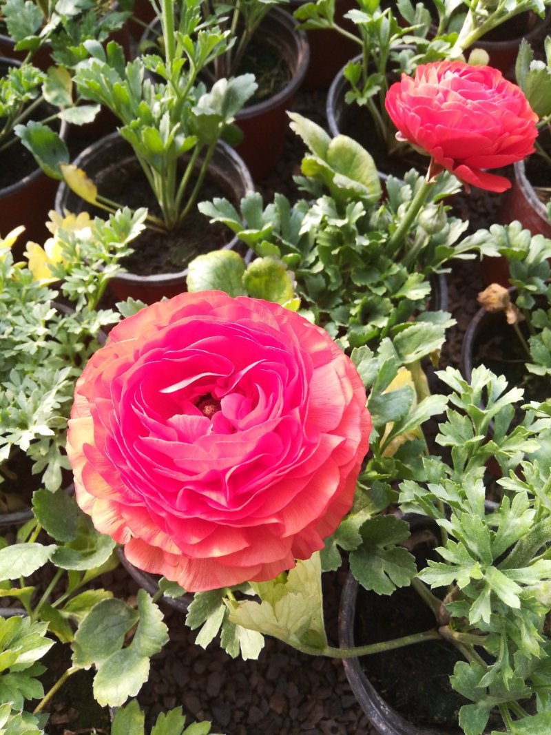 芹叶牡丹花毛茛质优价廉量大从优
