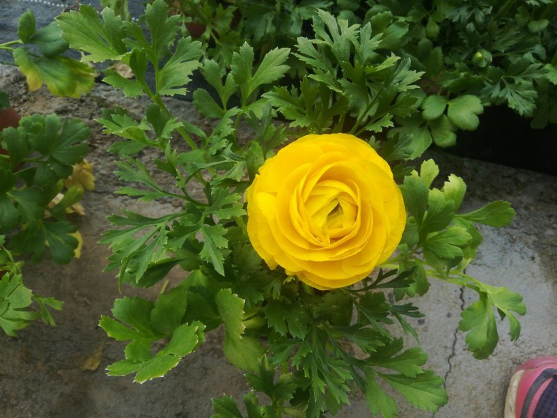 芹叶牡丹花毛茛质优价廉量大从优