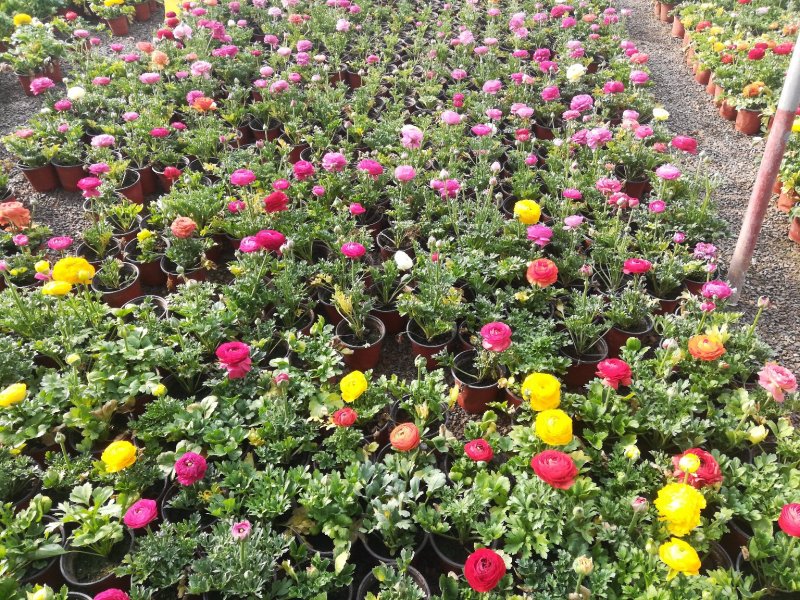 芹叶牡丹花毛茛质优价廉量大从优