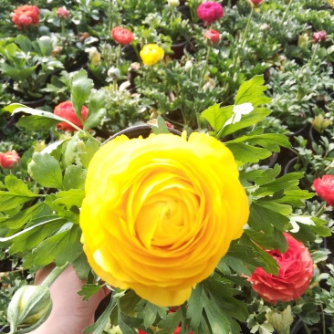 芹叶牡丹花毛茛质优价廉量大从优