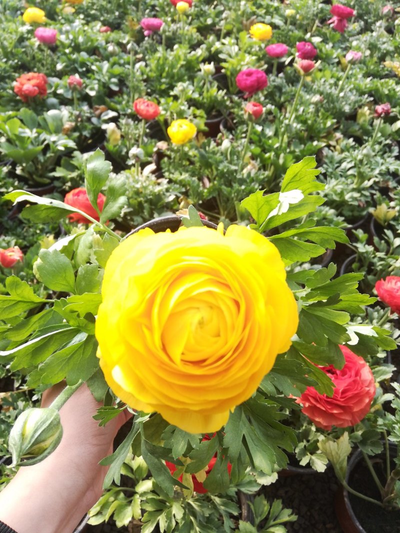 芹叶牡丹花毛茛质优价廉量大从优