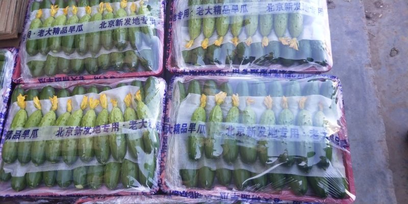 黄瓜苗