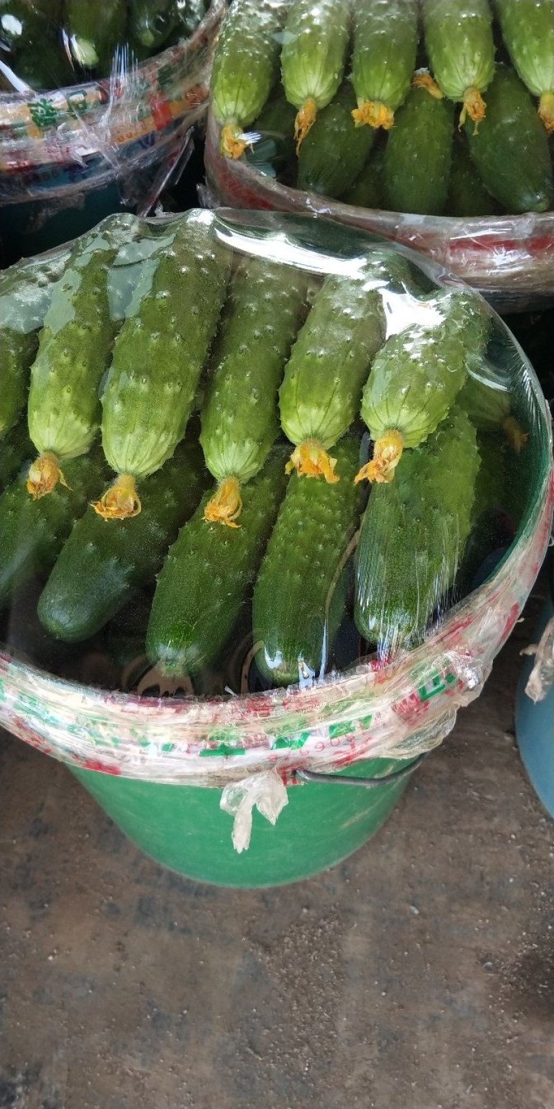 黄瓜苗