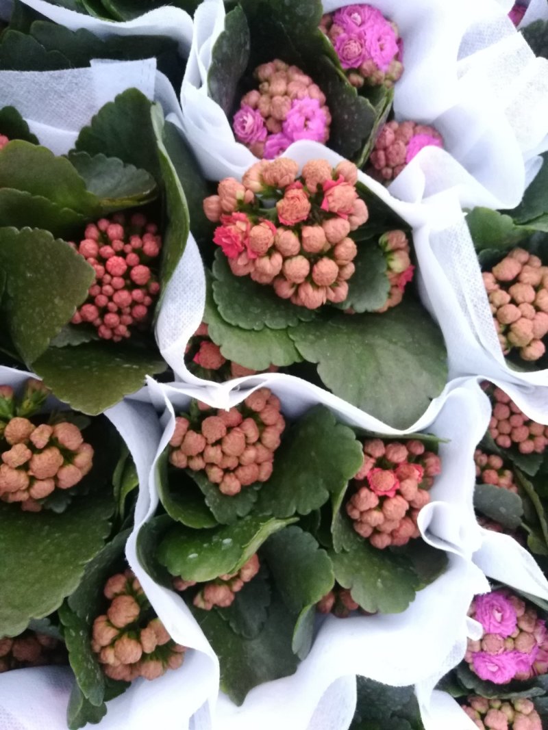 长寿花青州长寿花组盆长寿花色齐全花期长