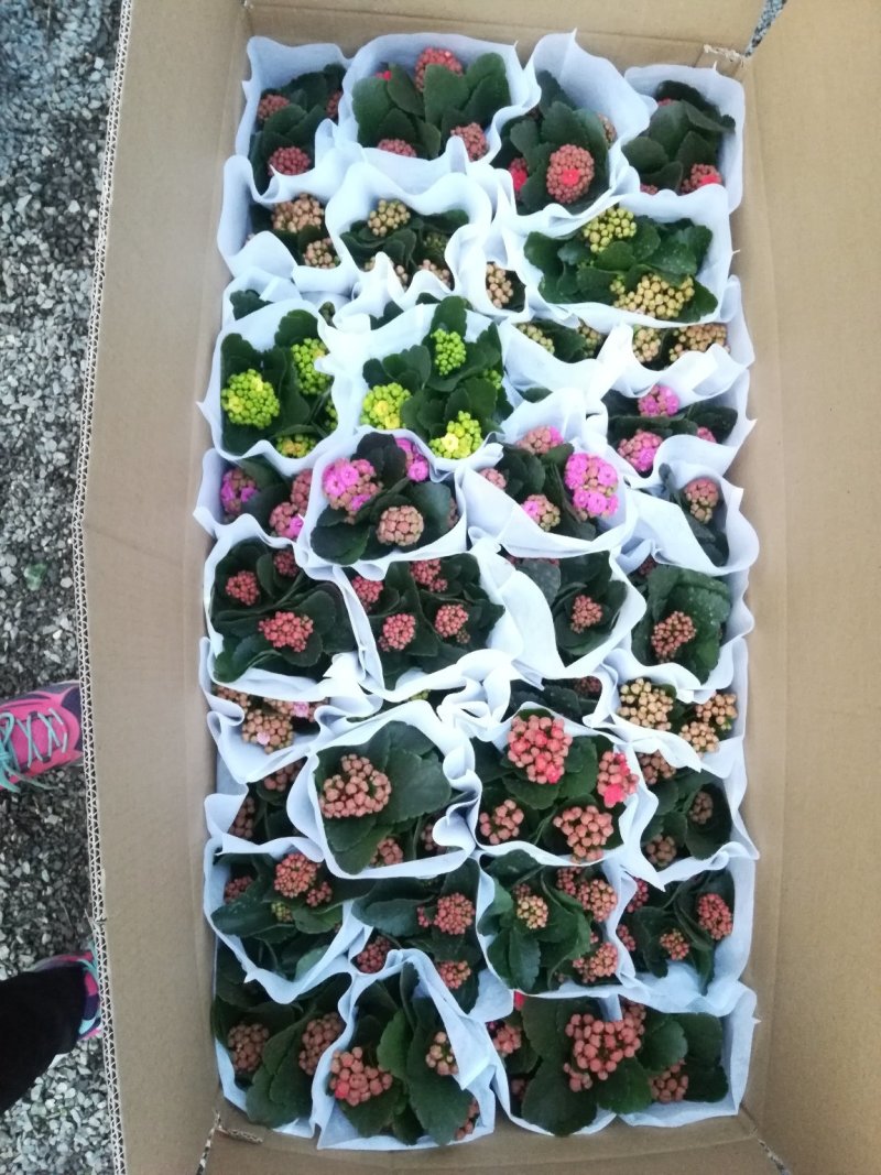 长寿花青州长寿花组盆长寿花色齐全花期长