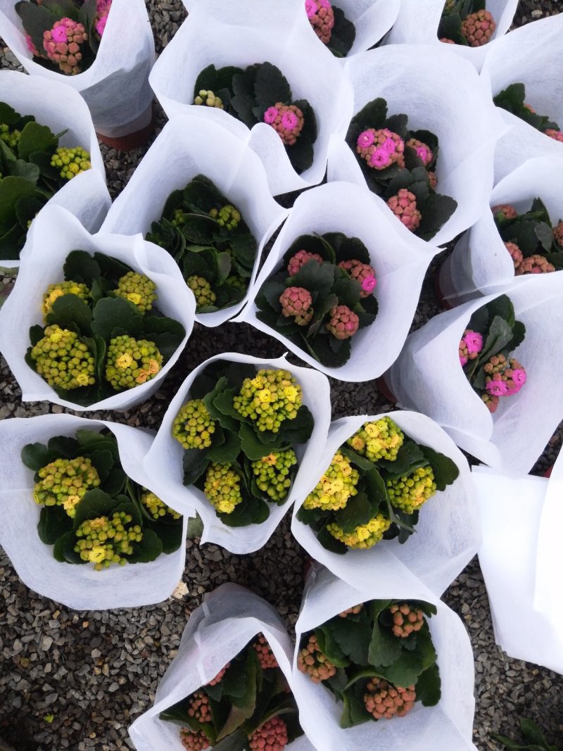 长寿花青州长寿花组盆长寿花色齐全花期长