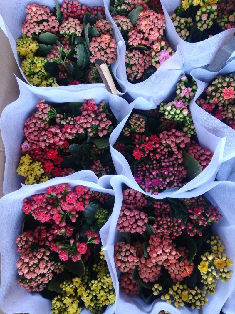 长寿花青州长寿花组盆长寿花色齐全花期长