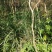 5至10公分米径海南黄花梨苗