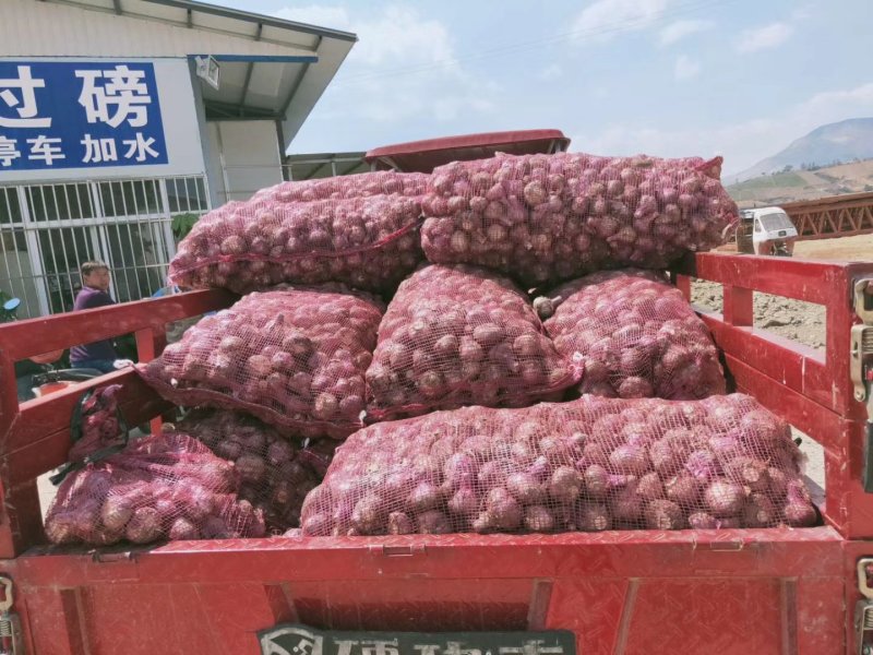 云南紫皮蒜:精品大蒜】：云南大蒜大量上市产地直销需要联系