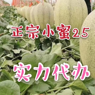 哈密瓜西州蜜瓜产地直发实力代办社区团购一件代发