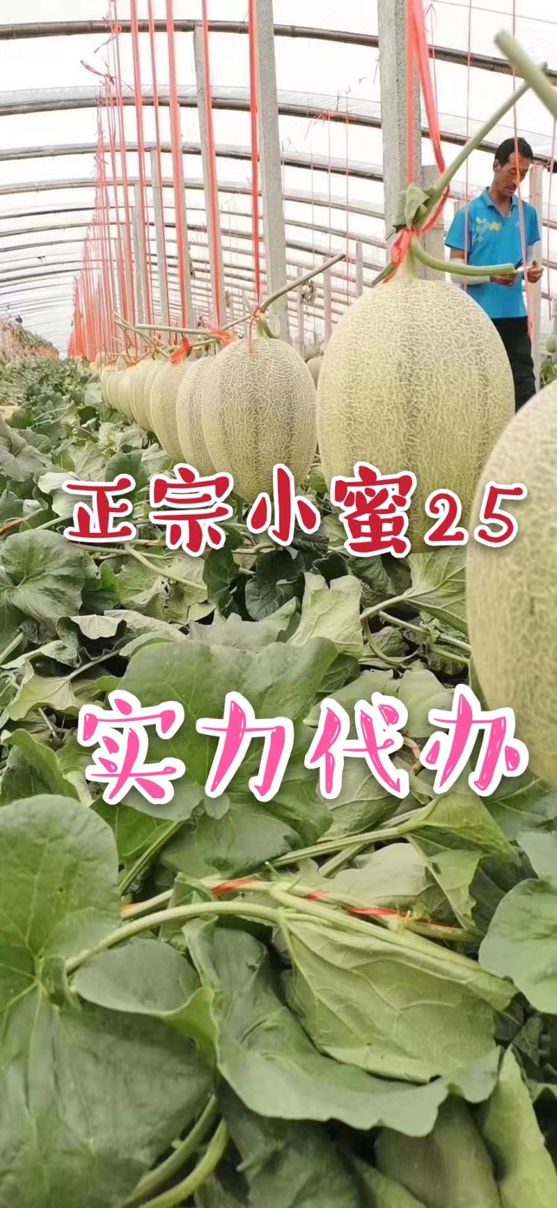 哈密瓜西州蜜瓜产地直发实力代办社区团购一件代发