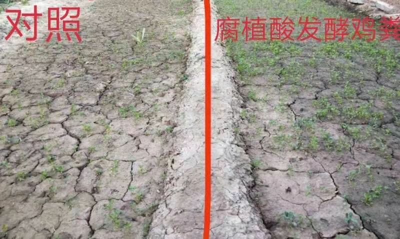 腐植酸发酵鸡粪增强底肥动力放心使用的好肥有机肥