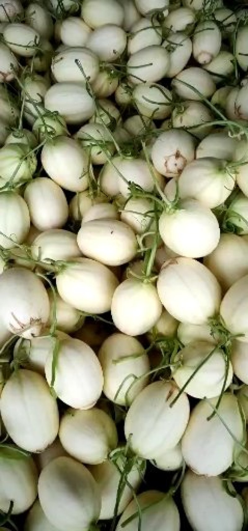 东方蜜1号甜瓜东方蜜瓜实力代办新鲜采摘