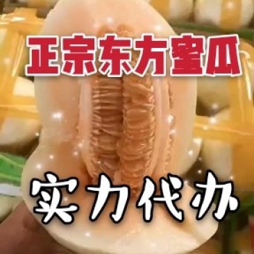 东方蜜1号甜瓜东方蜜瓜实力代办新鲜采摘