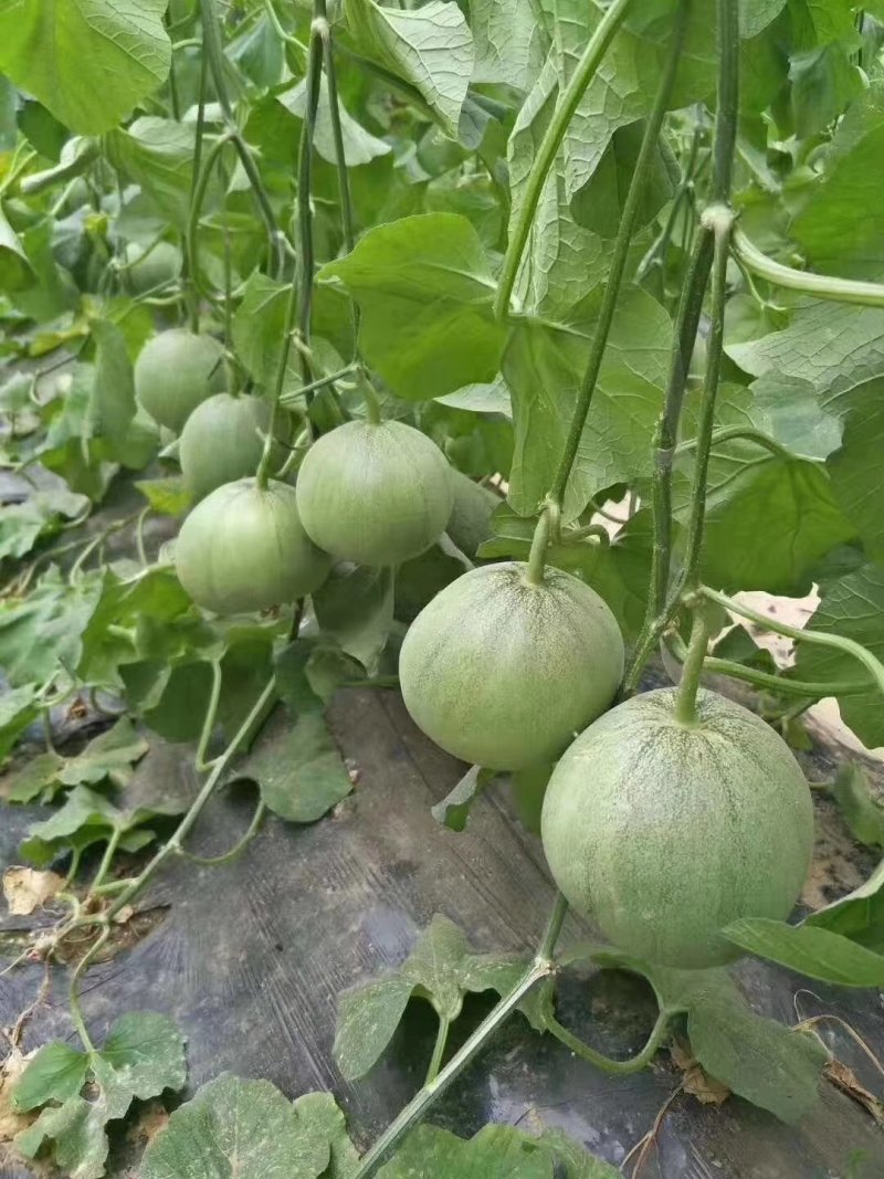 绿宝甜瓜绿宝甜瓜大量供应实力代办一件代发