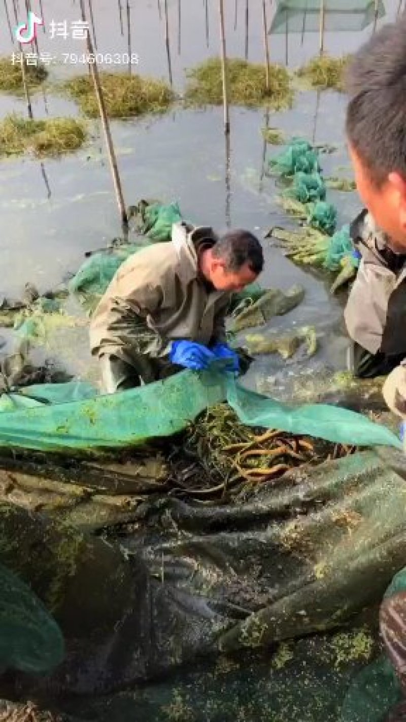 黄鳝苗，正大九号黄鳝苗，各种规格黄鳝苗，量大可以免费送货