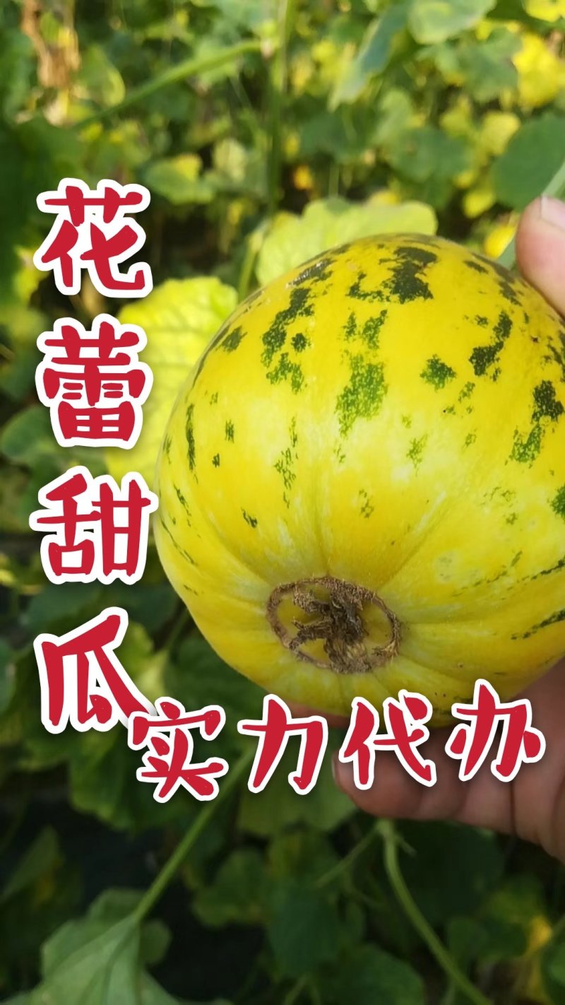 花蕾甜瓜实力代办产地直发对接电商平台团队合