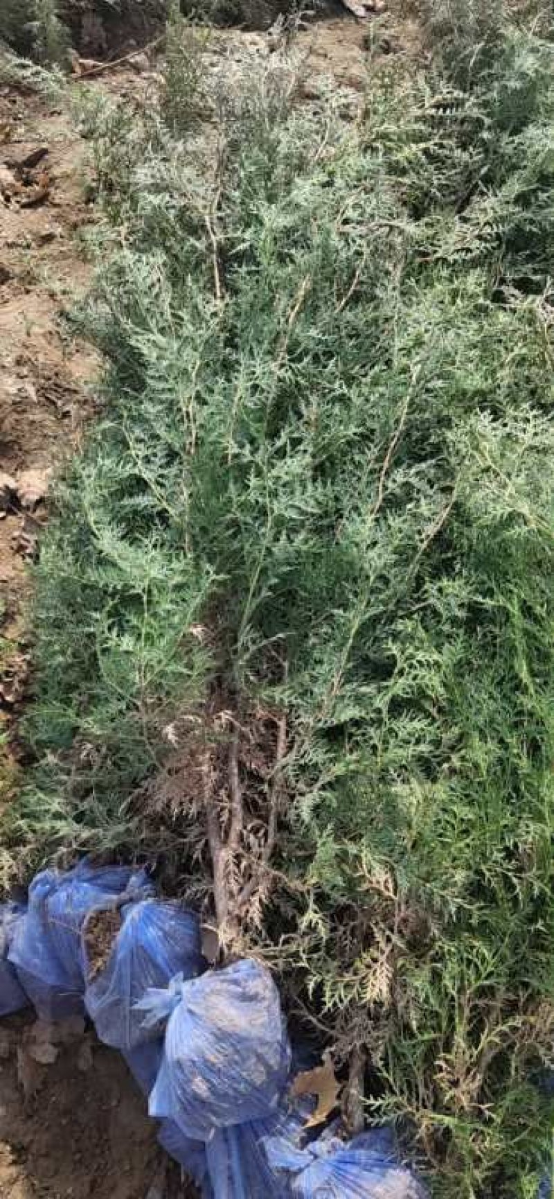 塔桧球园柏球苗圃实拍量大优惠