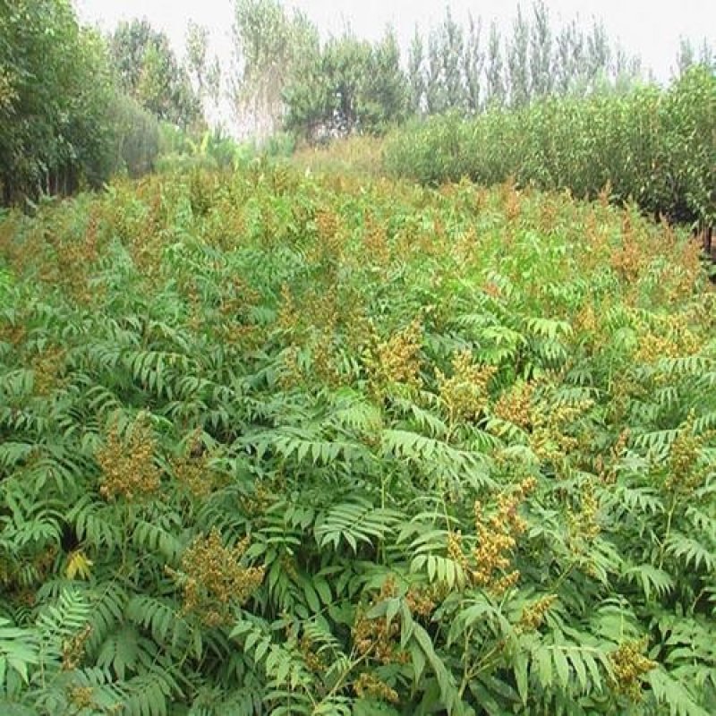 辽宁开原珍珠梅小苗工程苗杯苗繁育基地全国发货