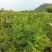 辽宁开原珍珠梅小苗工程苗杯苗繁育基地全国发货