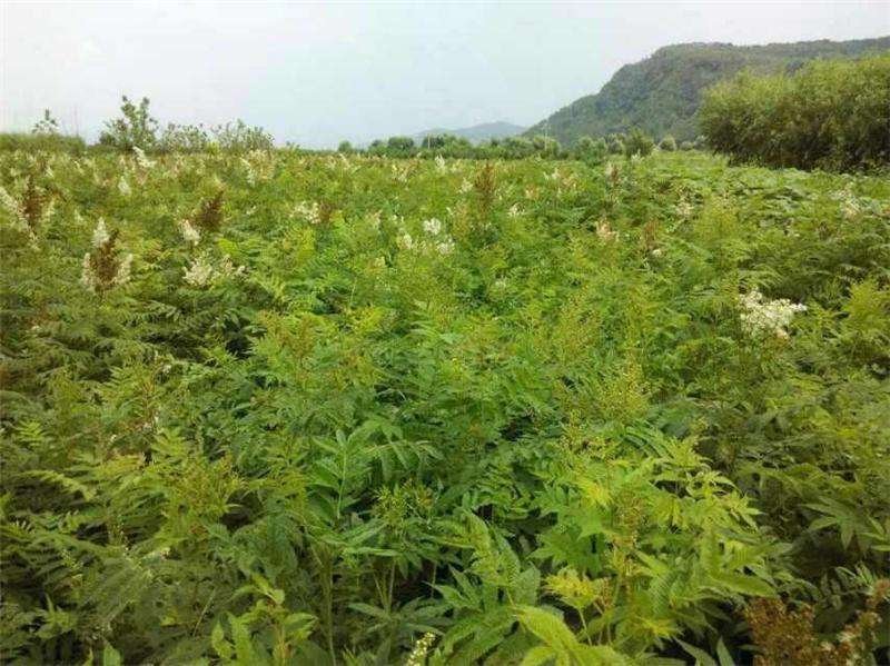 辽宁开原珍珠梅小苗工程苗杯苗繁育基地全国发货