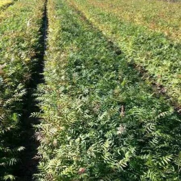 辽宁开原珍珠梅小苗工程苗杯苗繁育基地全国发货