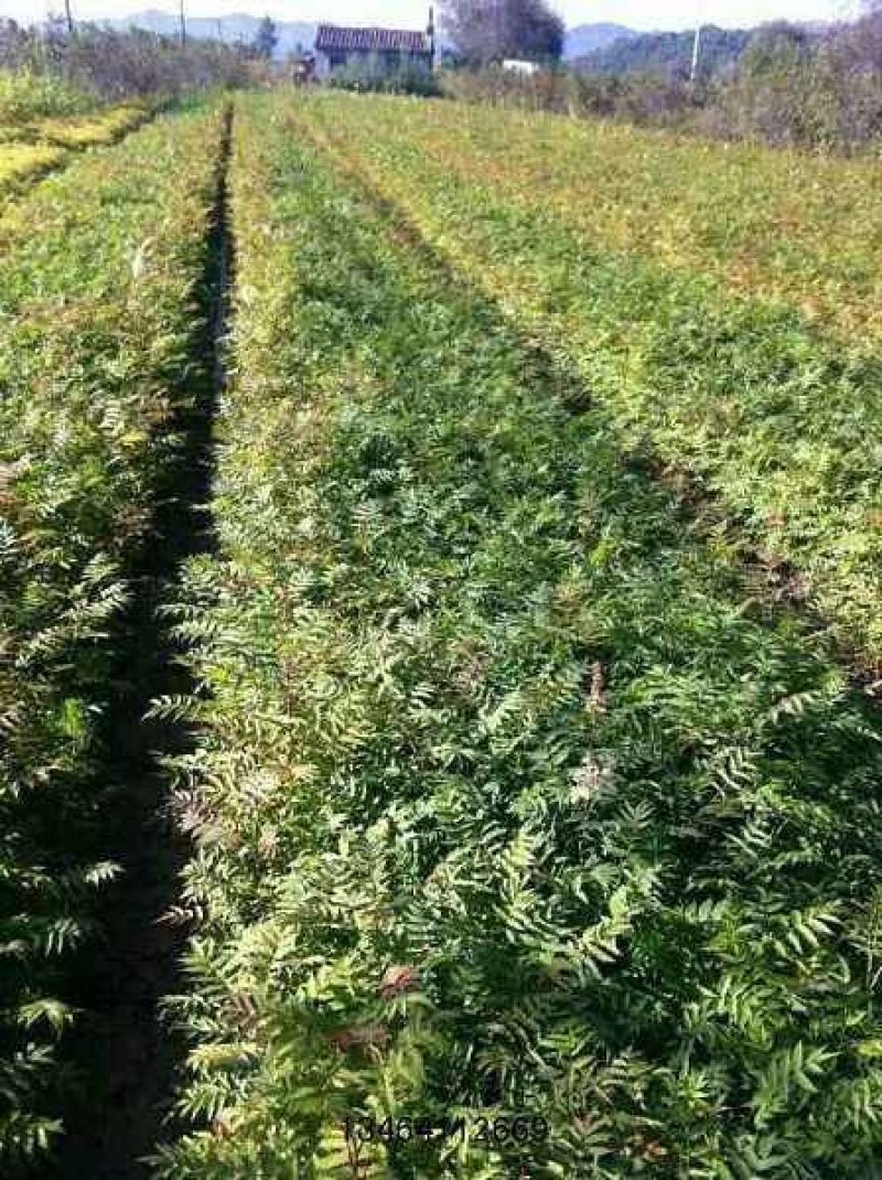 辽宁开原珍珠梅小苗工程苗杯苗繁育基地全国发货