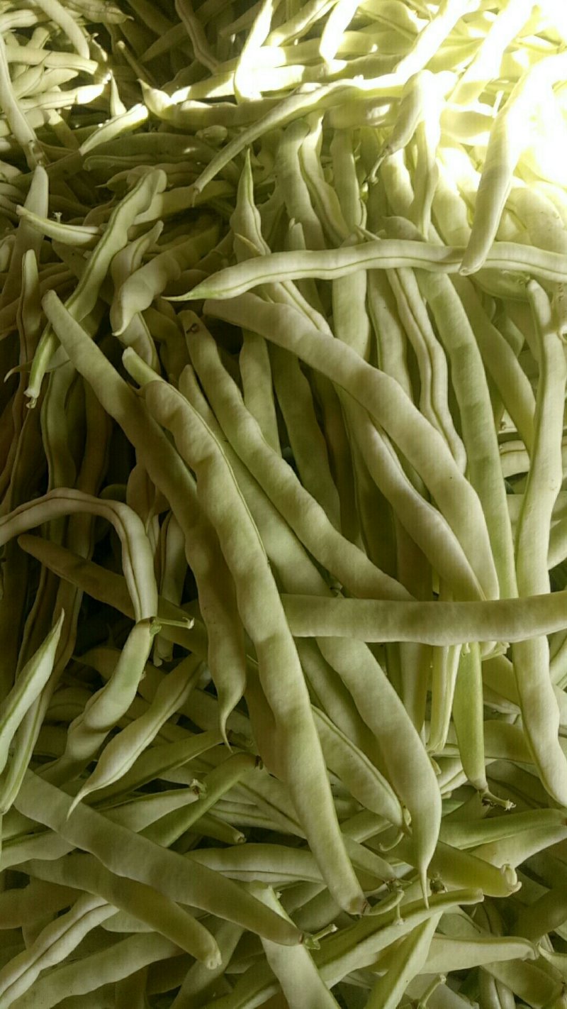 产地芸豆种植基地芸豆批发芸豆价格芸豆行情市场收货打价