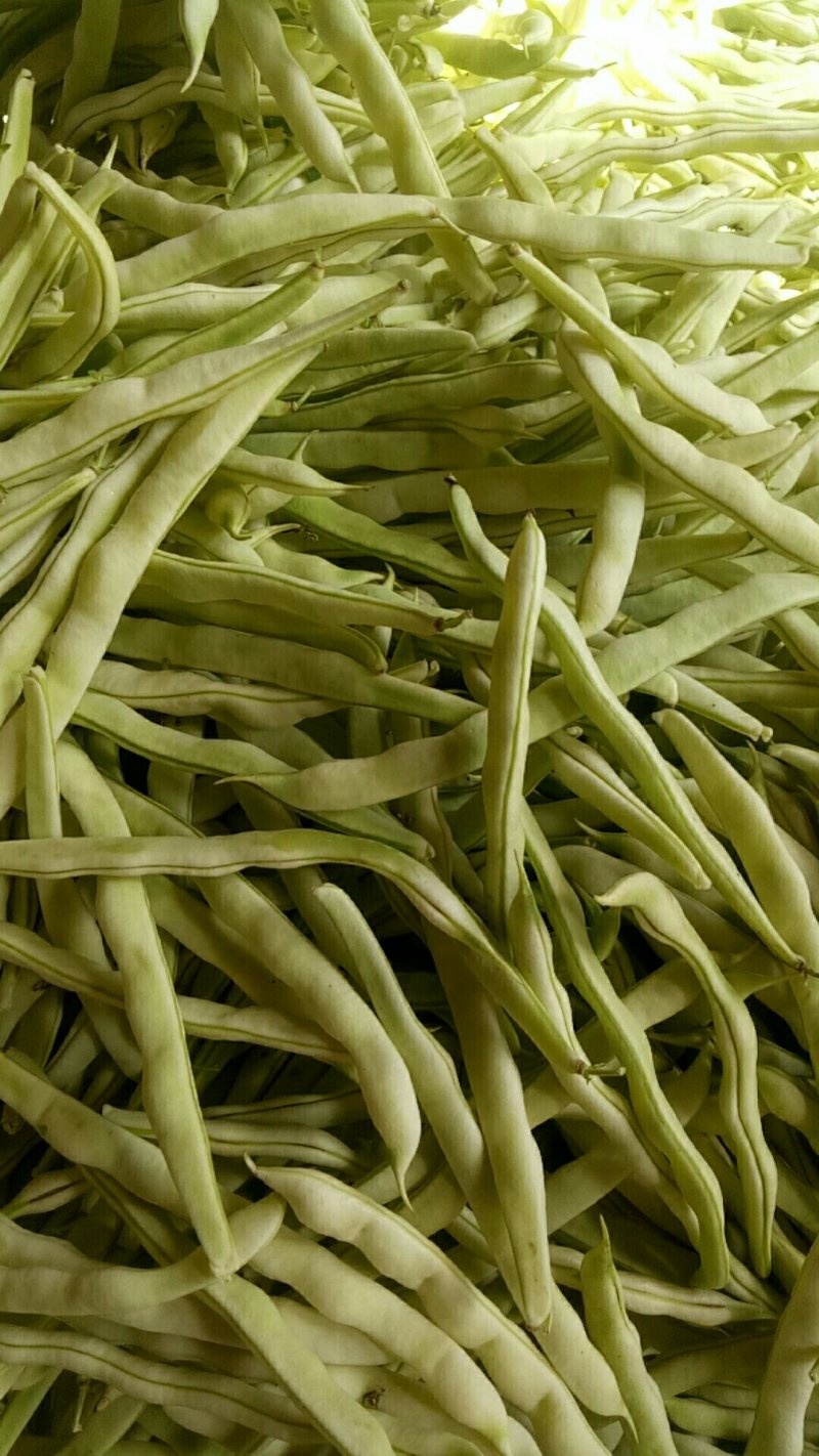 产地芸豆种植基地芸豆批发芸豆价格芸豆行情市场收货打价
