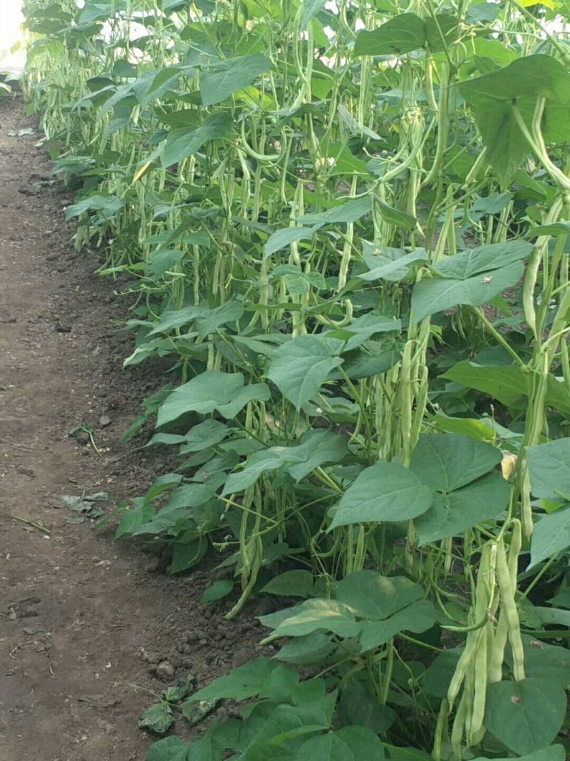 产地芸豆种植基地芸豆批发芸豆价格芸豆行情市场收货打价
