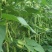 产地芸豆种植基地芸豆批发芸豆价格芸豆行情市场收货打价