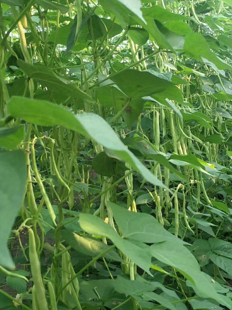 芸豆种植基地芸豆批发芸豆价格芸豆行情市场收货打价