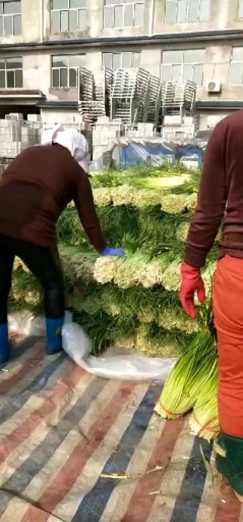 江苏省徐州市丰县精品蒜薹需要联系我基地直发