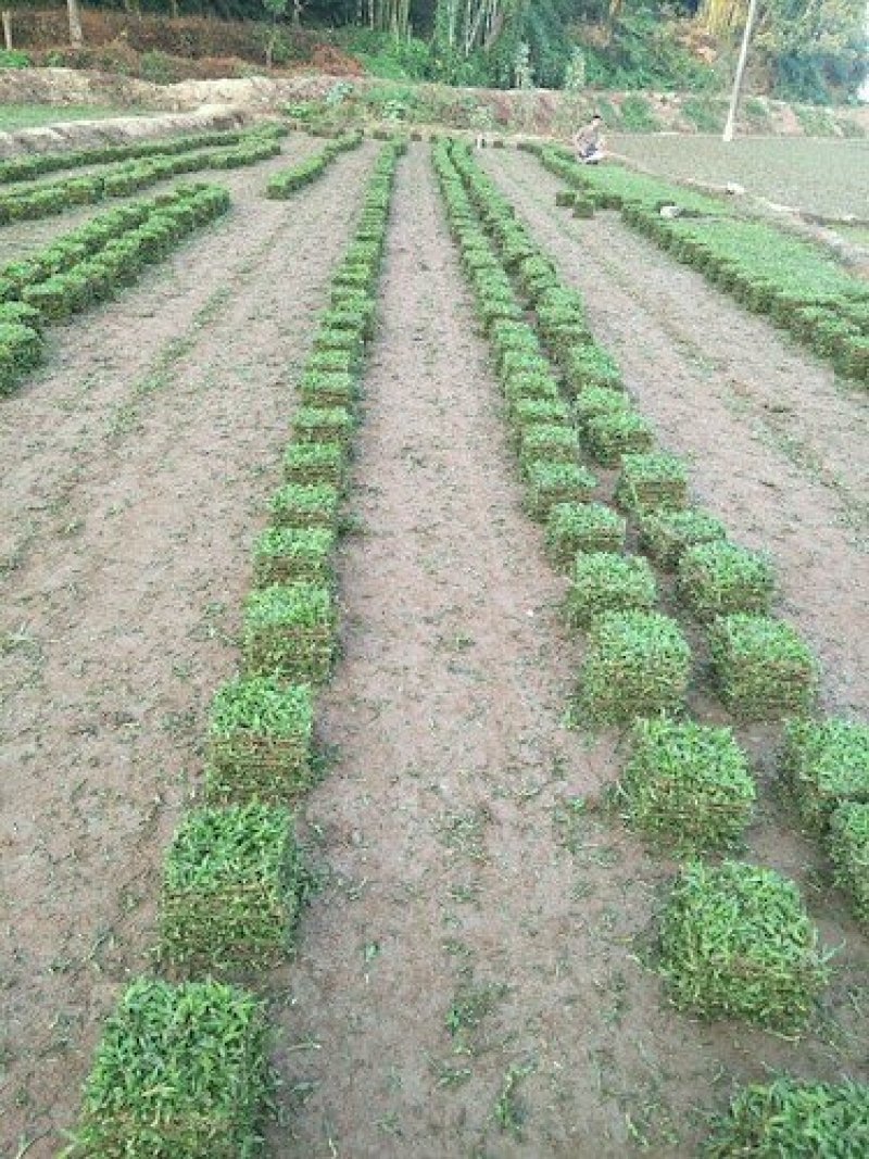 大叶油草，台湾草，马尼拉草