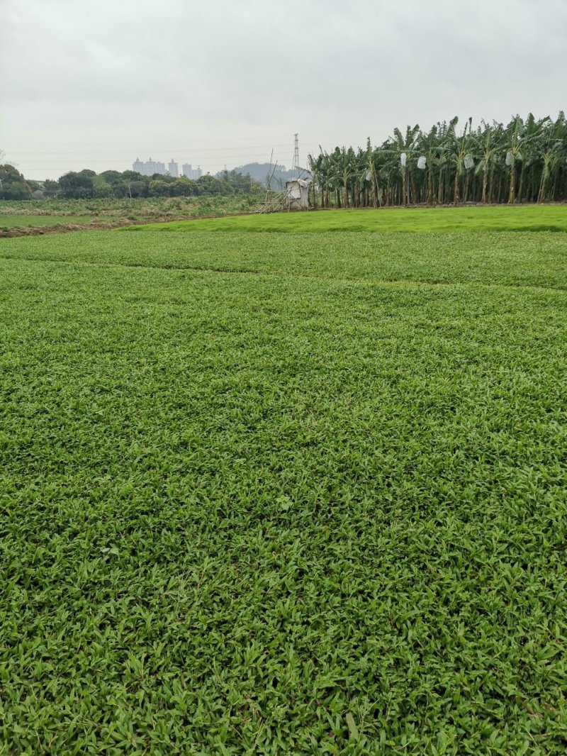 大叶油草，台湾草，马尼拉草