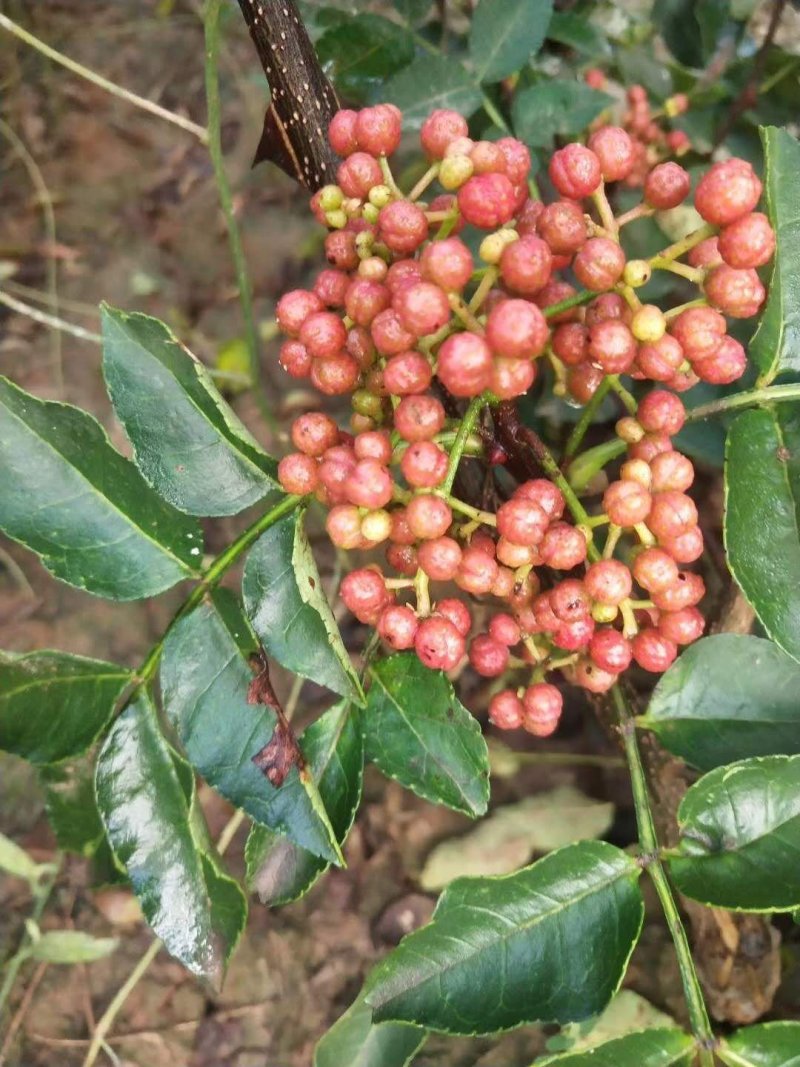 无刺花太椒苗