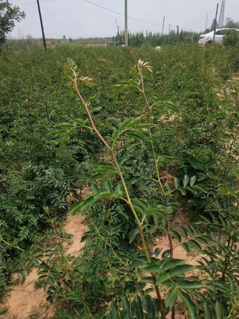 无刺花太椒苗