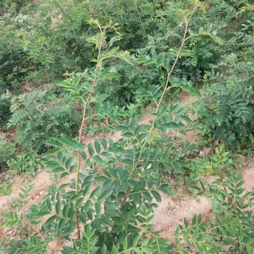 无刺花太椒苗