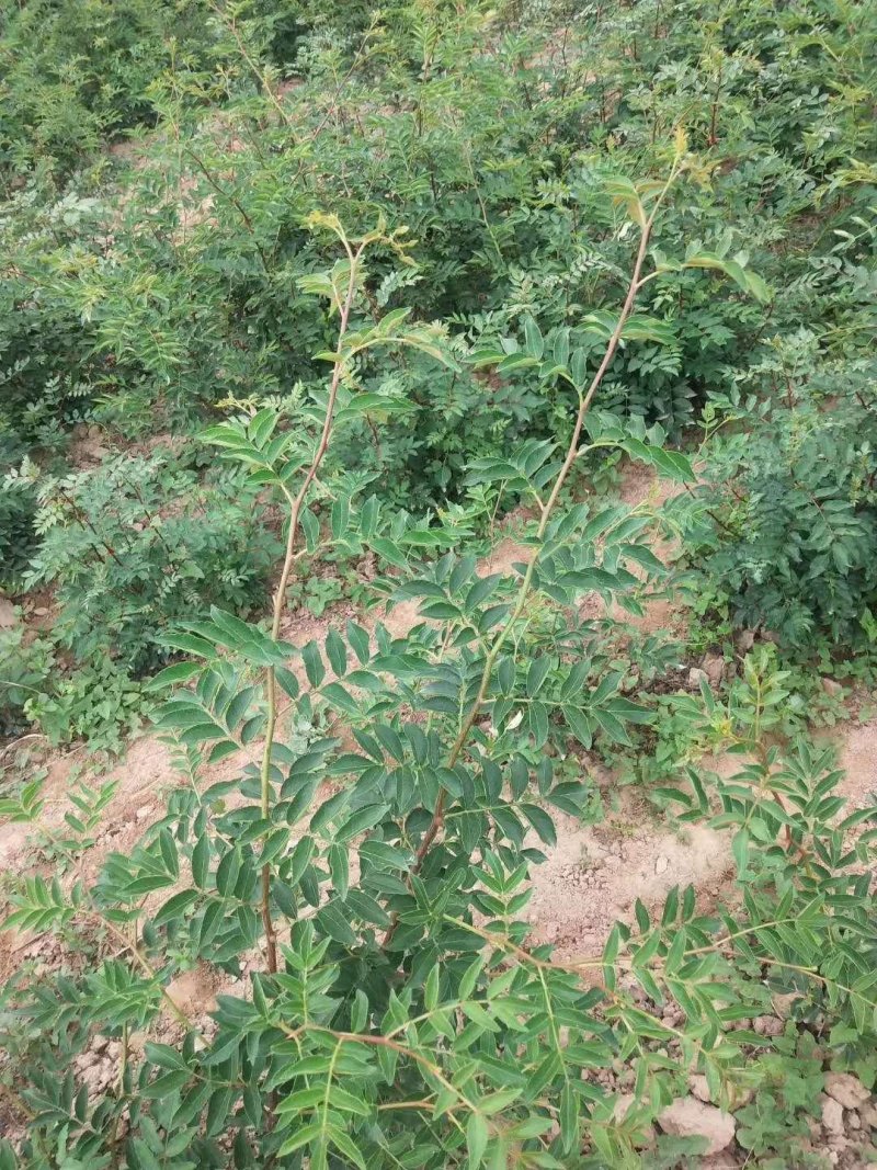 无刺花太椒苗