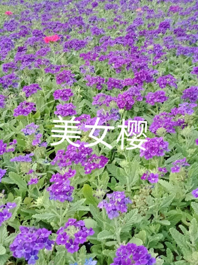 常年出售各种颜色的矮牵牛花
