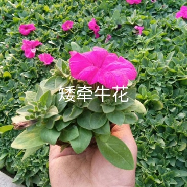 常年出售各种颜色的矮牵牛花