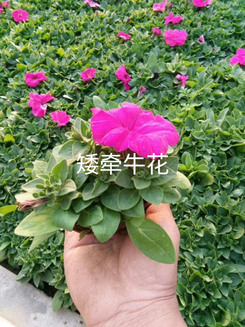 常年出售各种颜色的矮牵牛花