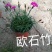 常年出售各种颜色的矮牵牛花