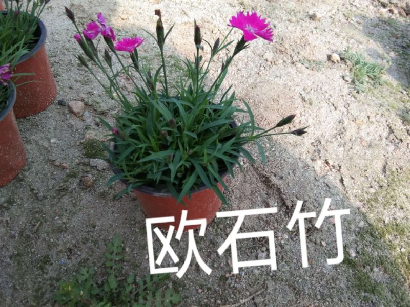 常年出售各种颜色的矮牵牛花