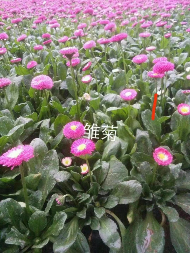 常年出售各种颜色的矮牵牛花